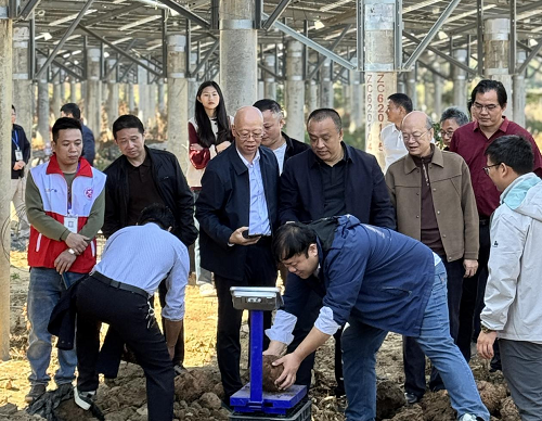 揭陽(yáng)農(nóng)墾舉辦魔芋產(chǎn)業(yè)推進(jìn)會(huì)